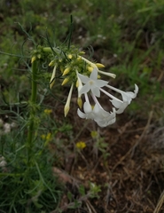 Ipomopsis aggregata candida