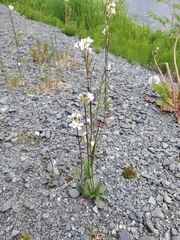 Arabis eschscholtziana