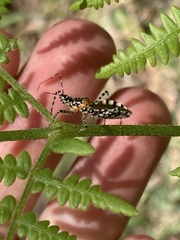 Pselliopus zebra