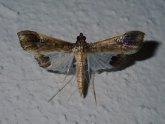 Maruca amboinalis