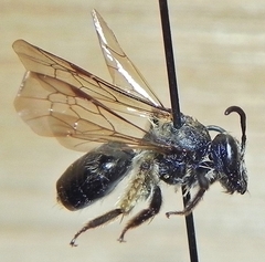 Andrena rufosignata