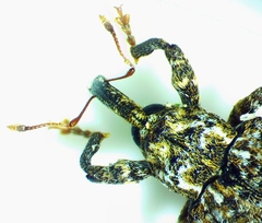 Conotrachelus albicinctus