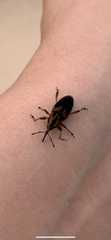 Metamasius sericeus