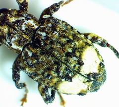 Conotrachelus albicinctus