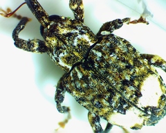 Conotrachelus albicinctus