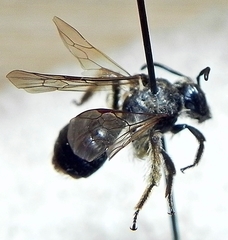 Andrena rufosignata