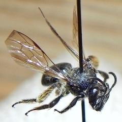 Andrena rufosignata