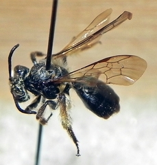 Andrena rufosignata
