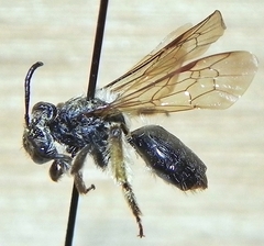 Andrena rufosignata