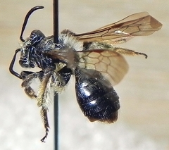 Andrena rufosignata