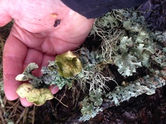 Hypogymnia enteromorpha