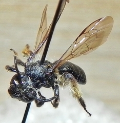 Andrena rufosignata