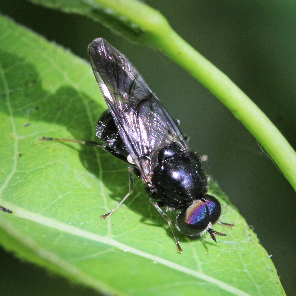 Adoxomyia subulata
