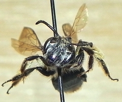 Andrena rufosignata