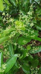 Cinnamomum iners