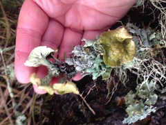 Hypogymnia enteromorpha