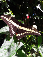 Heraclides thoas