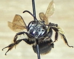 Andrena rufosignata