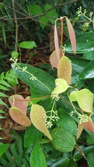 Cinnamomum iners