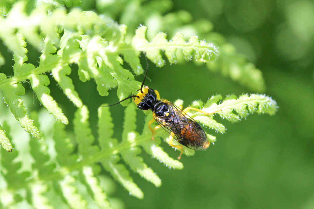 Onycholyda rufofasciata