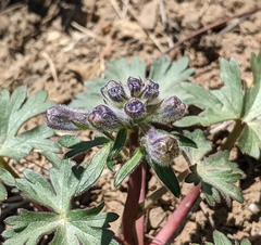 Delphinium glareosum