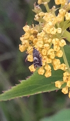 Grapholita interstinctana