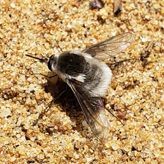 Bombylius incanus