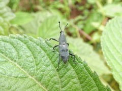 Rhodobaenus nawradii