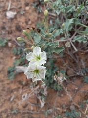 Acleisanthes diffusa