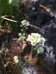 Draba arabisans