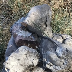 Sceloporus edbelli