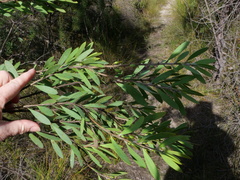Persoonia lanceolata