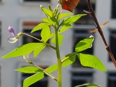 Cleome rutidosperma