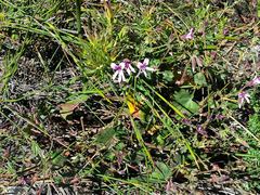 Pelargonium tabulare