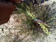 Agrilus pulchellus