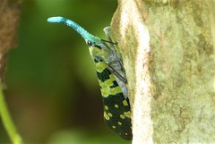 Pyrops viridirostris