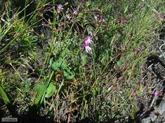 Pelargonium tabulare