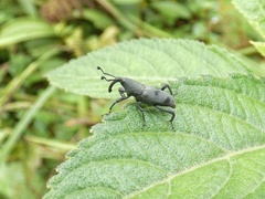 Rhodobaenus nawradii