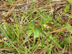Rubus trivialis image