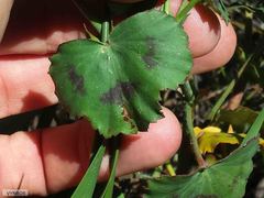 Pelargonium tabulare