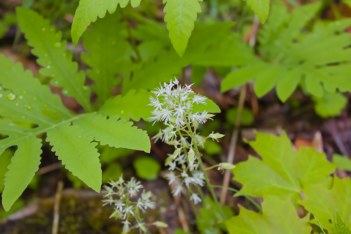Creeping Foamflower