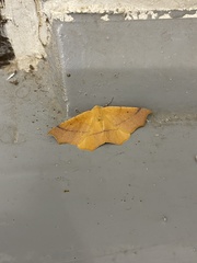 Tetracis cervinaria