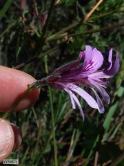 Pelargonium tabulare