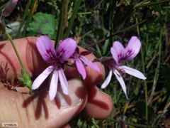 Pelargonium tabulare