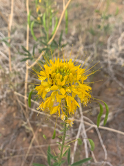 Cleomella lutea