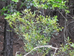 Morella cerifera image
