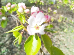Pyrus ussuriensis