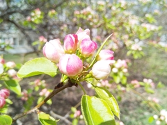 Pyrus ussuriensis