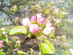 Pyrus ussuriensis
