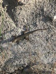 Sceloporus edbelli